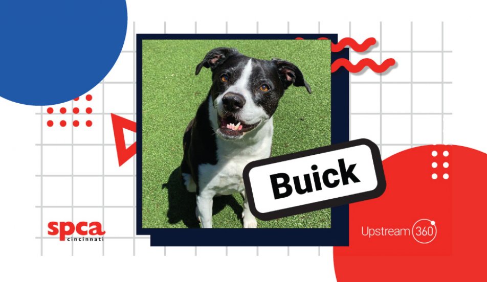 Dog of the Month Upstream 360